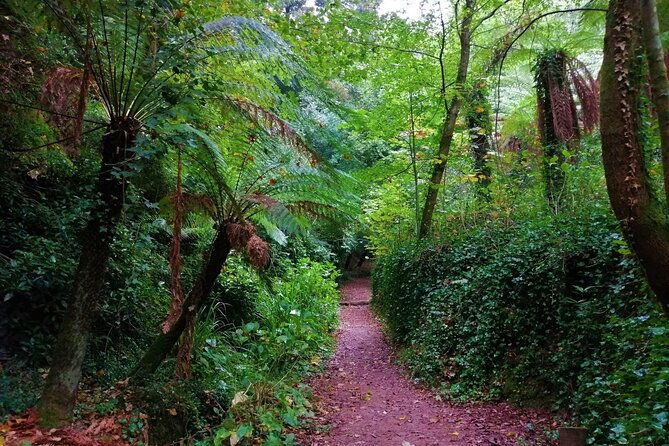 bussaco-forest-walking-experience-half-day-from-coimbra