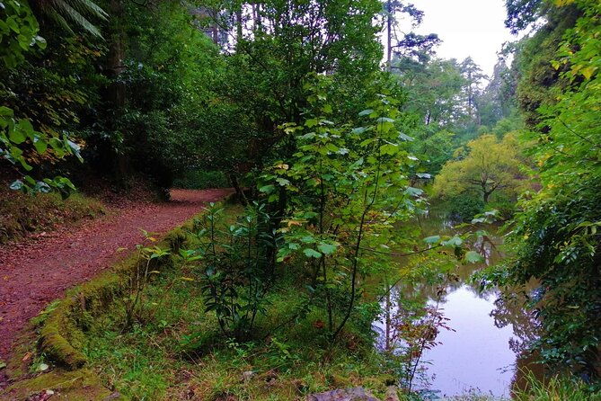 bussaco-forest-walking-experience-half-day-from-coimbra