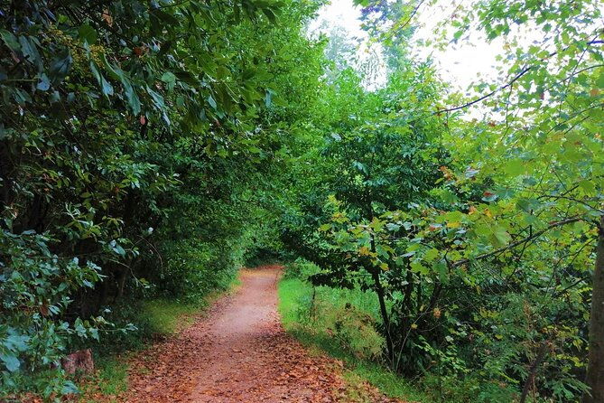 bussaco-forest-walking-experience-half-day-from-coimbra