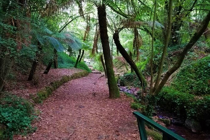 bussaco-forest-walking-experience-half-day-from-coimbra