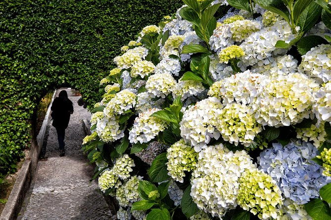 bussaco-palace-gardens-forest