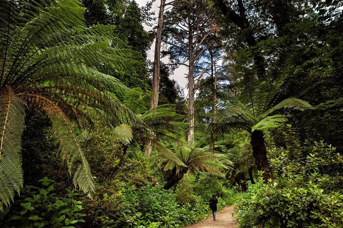 bussaco-palace-gardens-forest