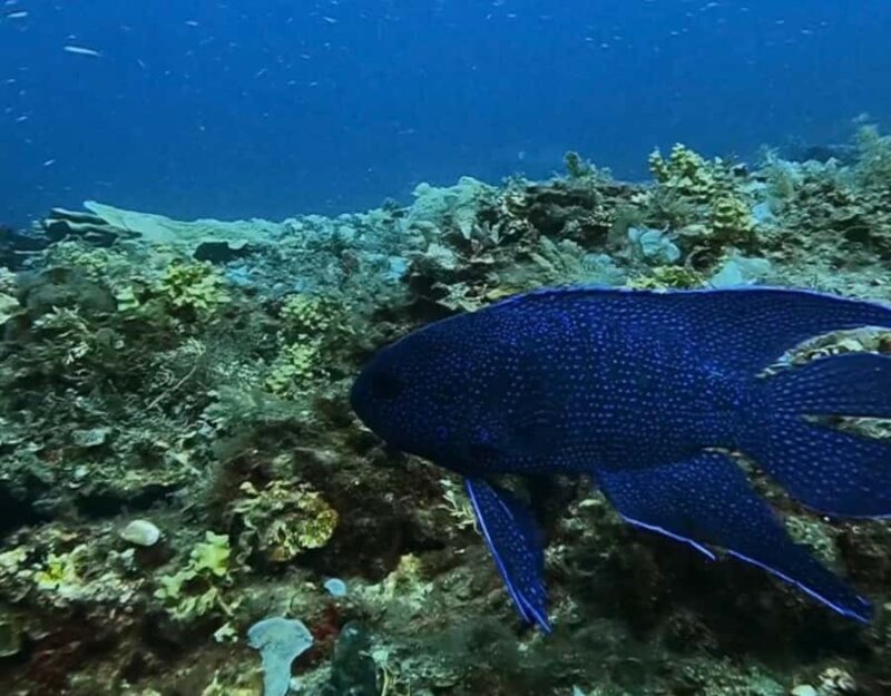 Busselton: 4 Mile Reef Guided Scuba Diving Tour - Key Points