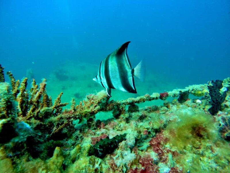 Busselton: 4 Mile Reef Guided Scuba Diving Tour - Introduction: What This Tour Offers