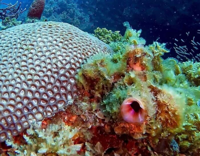 Busselton: 4 Mile Reef Guided Scuba Diving Tour - The Experience Itself: Diving into the Details