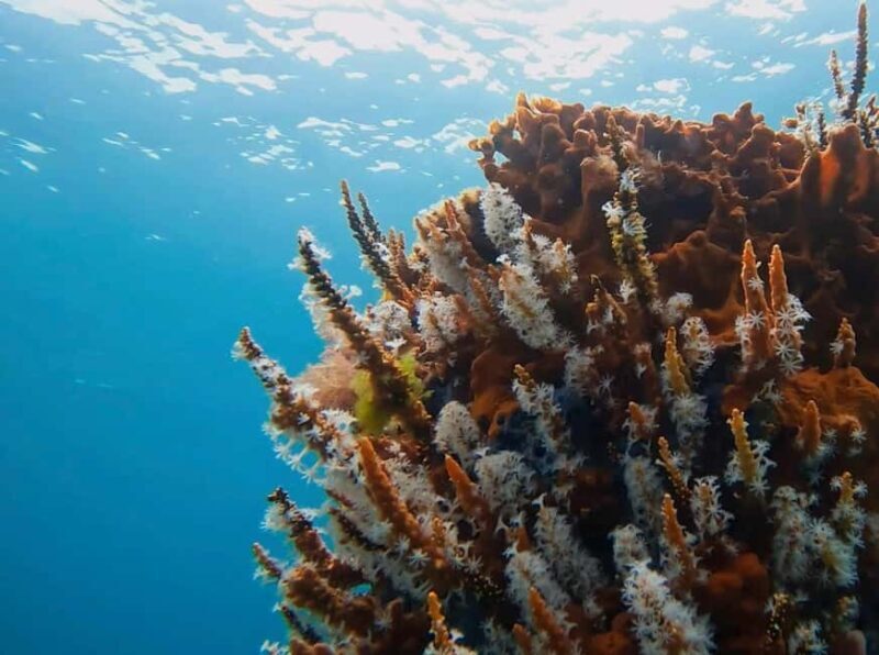 Busselton: Jetty Snorkeling Tour with Underwater Sculptures - Who Might Want to Skip