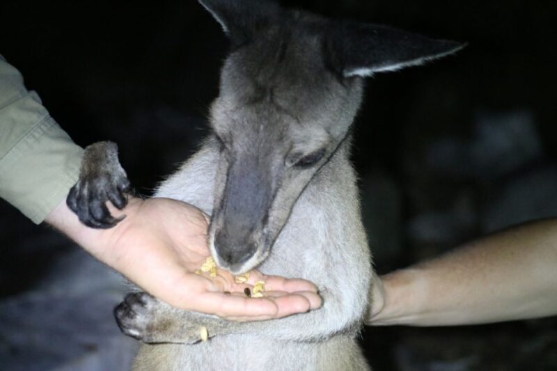 Busselton: Nocturnal Animal Tour - What is the Busselton Nocturnal Animal Tour?