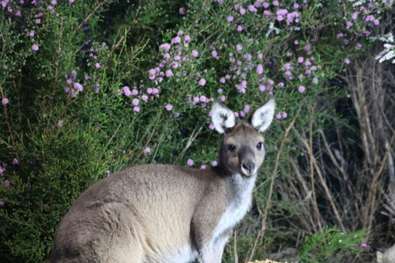 Busselton: Nocturnal Animal Tour - Who Is This Tour Best For?