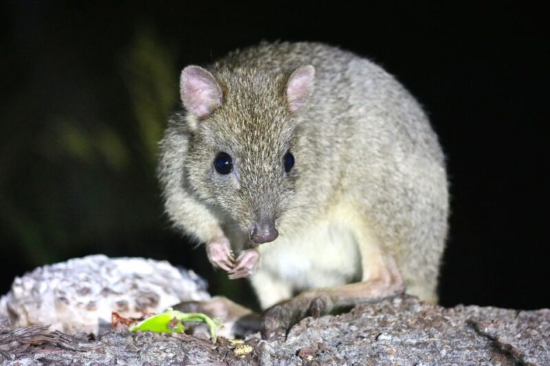 Busselton: Nocturnal Animal Tour - FAQ
