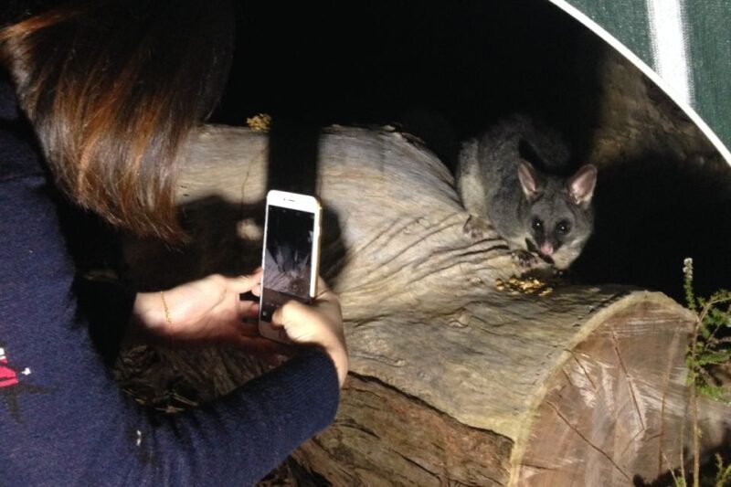 Busselton: Nocturnal Animal Tour - Final Thoughts