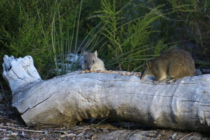Busselton: Nocturnal Animal Tour - Source