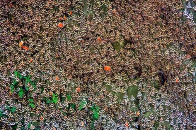 butterflies-valley-chalki-from-rhodes