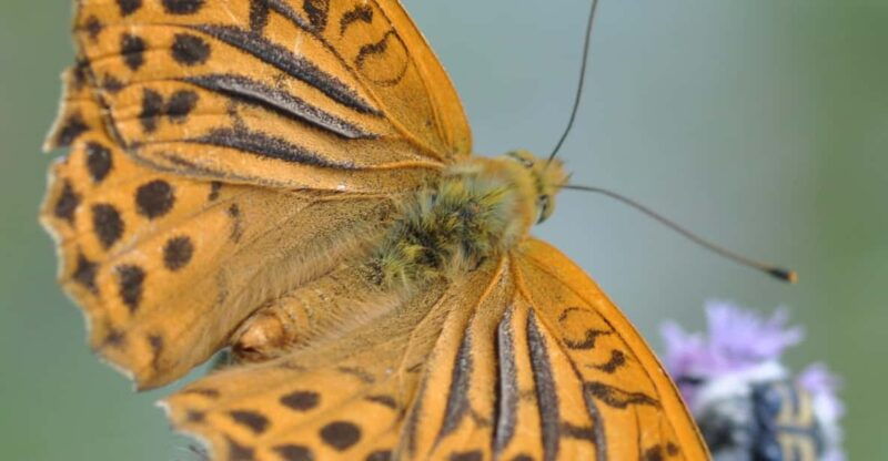 butterflies-watching