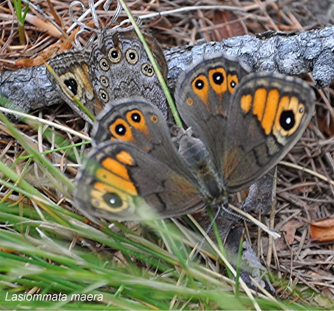 butterflies-watching