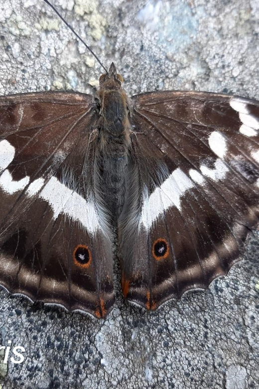 butterflies-watching
