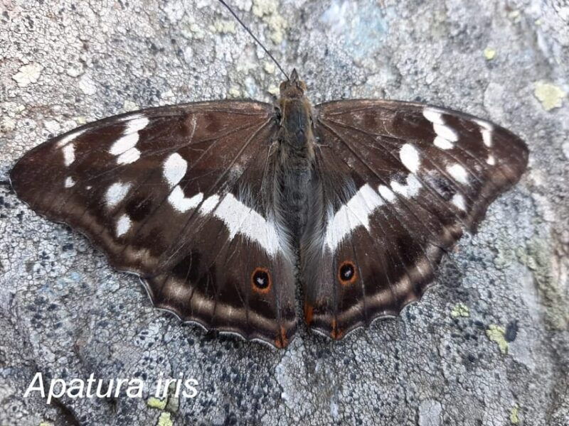 butterflies-watching