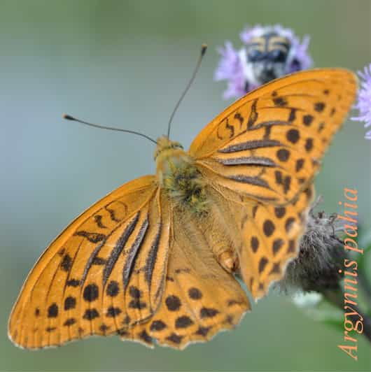 butterflies-watching