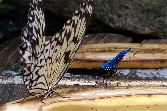 Butterfly Rainforest at Florida Museum of Natural History Ticket - Final Thoughts