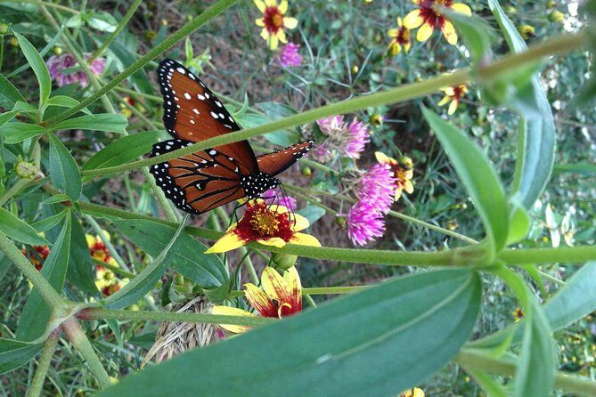 Butterfly Rainforest at Florida Museum of Natural History Ticket - FAQs