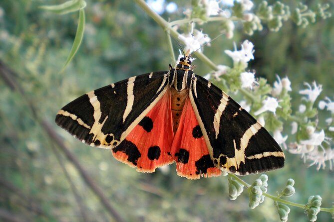 Butterfly Valley & Wine, Olive Oil, Honey Tasting Tour (Small Group) - The Experience Breakdown