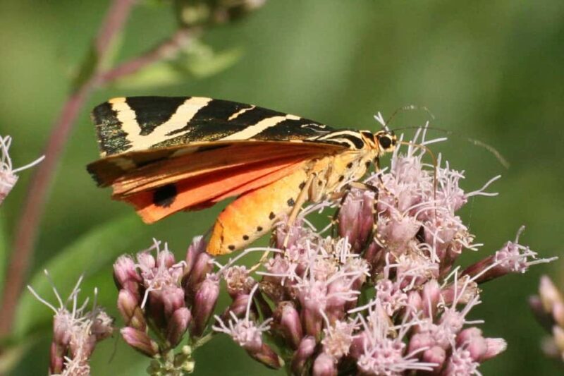 Butterfly valley,Farfalle,Schmetterling,Papillon & transfer! - Introduction