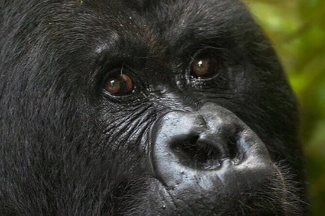 Bwindi Gorilla Safari - 3 Days - Authentic Experiences and Review Highlights