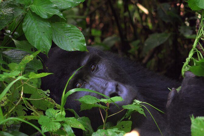 Bwindi Gorilla Safari - 3 Days - Who Should Consider This Tour?