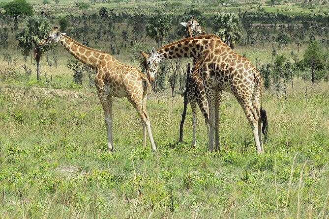 Bwindi impenetrable Kenya Tanzania Gorilla Safari 14 days 13 nights - The Itinerary Breakdown: What to Expect Each Day