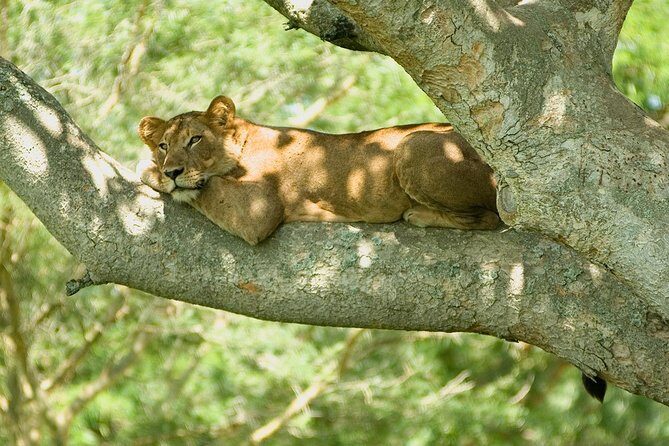 Bwindi impenetrable Kenya Tanzania Gorilla Safari 14 days 13 nights - Who Is This Tour Best For?
