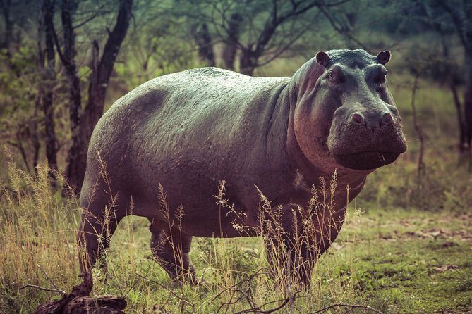Bwindi impenetrable Kenya Tanzania Gorilla Safari 14 days 13 nights - Final Thoughts
