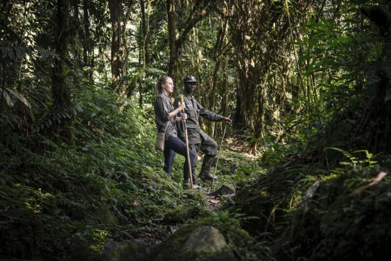 Bwindi Impenetrable National Park: Gorilla Trekking Day Trip - Key Points