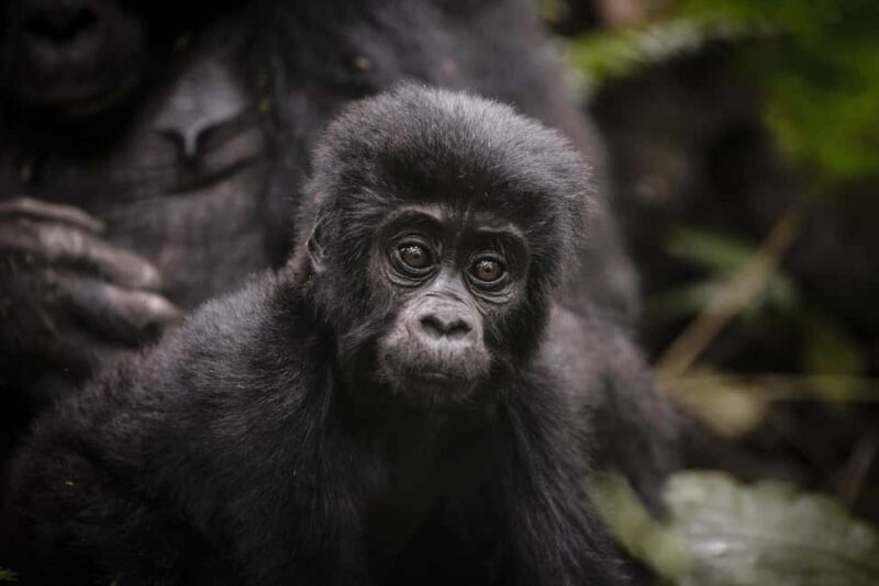 Bwindi Impenetrable National Park: Gorilla Trekking Day Trip - Practical Tips for Your Gorilla Trekking Day