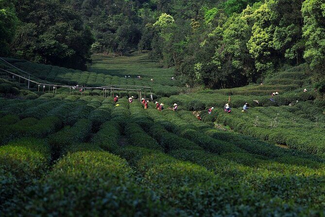 By round way bullet train from Shanghai to hangzhou day tour - Meijiawu Tea Garden: Sip and Snap