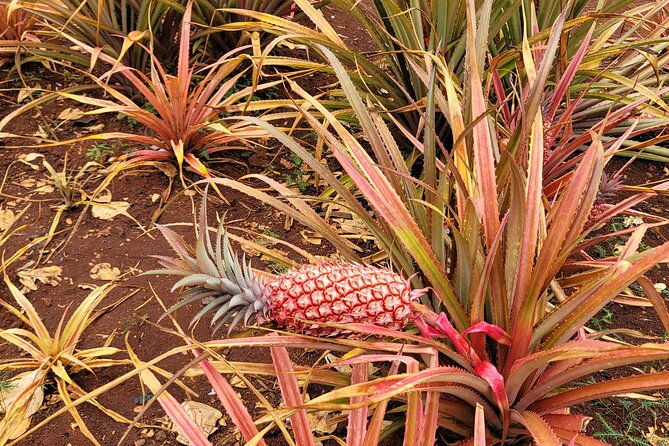 byodo-temple-and-waimea-botanical-garden-tour