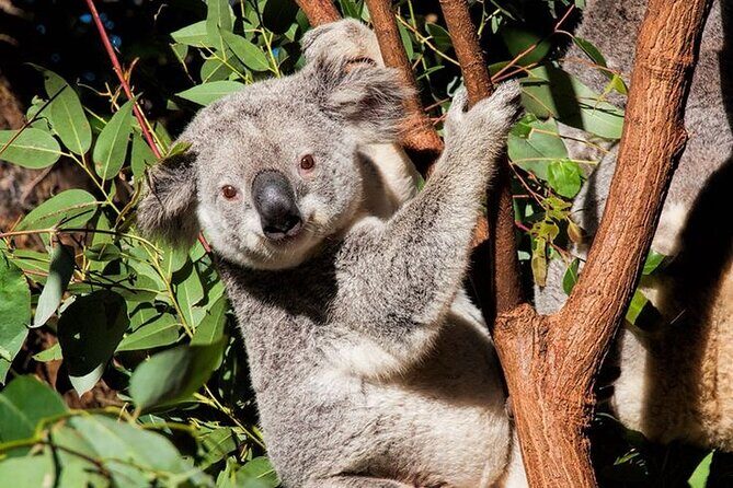 Byron Bay and Currumbin Wildlife Sanctuary Day Tour - FAQ: Your Questions Answered