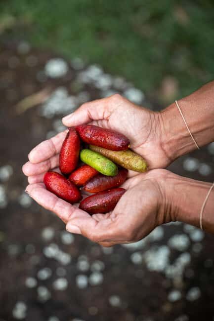 Byron Bay: Bangalow Bush Tucker Tour - Key Points  