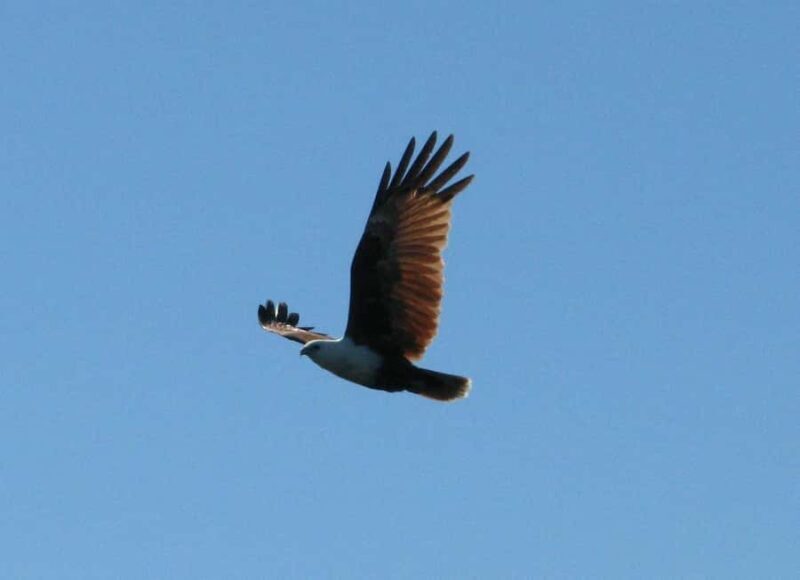 Byron Bay: Brunswick River Eco-Cruise with Brunch - Who Will Love This Tour?