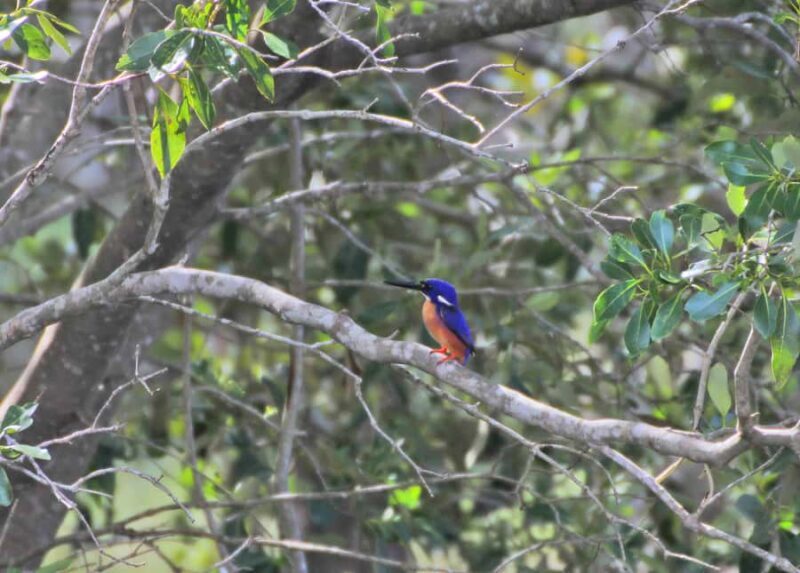 Byron Bay: Brunswick River Eco-Cruise with Brunch - The Sum Up