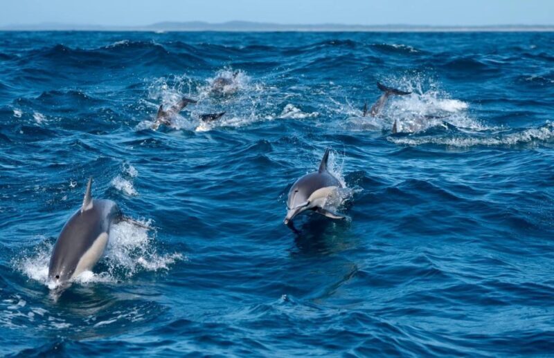 Byron Bay: Cruise with Dolphins Tour - Wildlife Encounters and Sightings