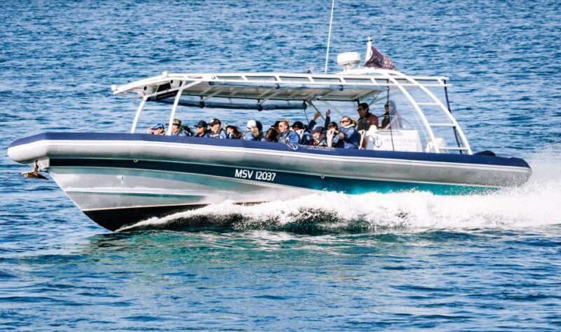 Byron Bay: Cruise with Dolphins Tour - The Scenic Coastline