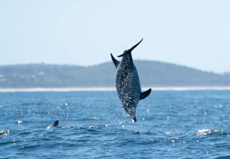 Byron Bay: Cruise with Dolphins Tour - The Guide and Educational Value