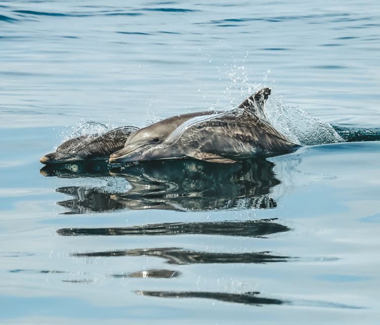 Byron Bay: Cruise with Dolphins Tour - Who Will Love This Tour?
