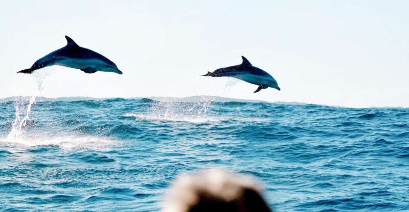 Byron Bay: Cruise with Dolphins Tour - Final Thoughts