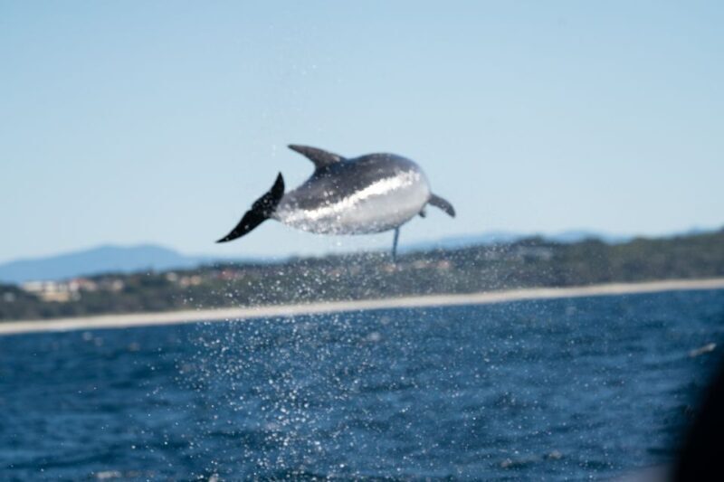 Byron Bay: Cruise with Dolphins Tour - FAQ