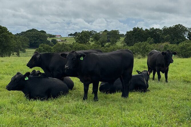 Byron Bay Day Tour: Lighthouse Sunset, The Farm and Hidden Trails - FAQ