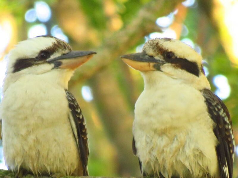 Byron Bay: Full-Day Wildlife Safari - Key Points