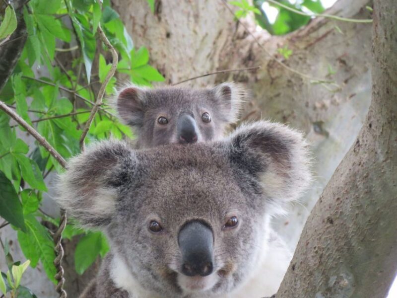 Byron Bay: Full-Day Wildlife Safari - Final thoughts 