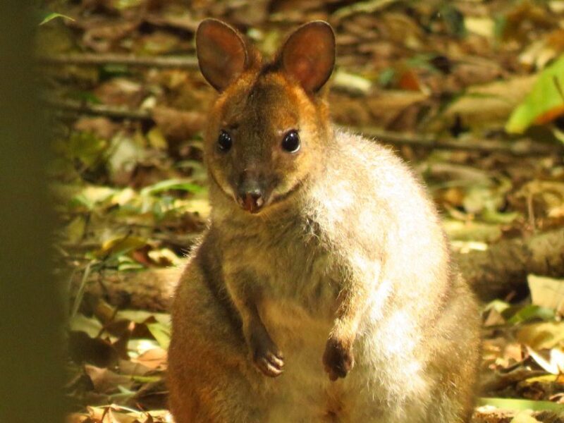 Byron Bay: Full-Day Wildlife Safari - FAQ
