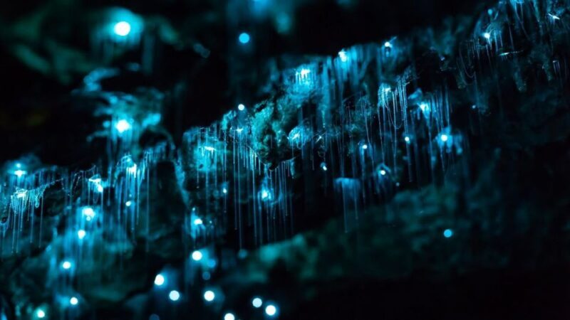 Byron Bay: Glowworms, Waterfalls & Rainforest Experience - An In-Depth Look at Byron Bay’s Glowworms, Waterfalls & Rainforest Tour