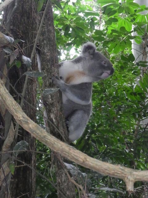 Byron Bay Half-Day Tour - Authentic Experiences That Stand Out